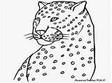 Cheetah Mewarnai Singa Titan sketch template