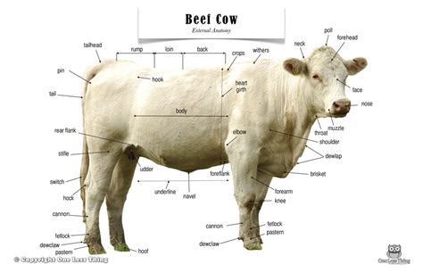 update  beef cattle body parts worksheet    image large animal vet beef