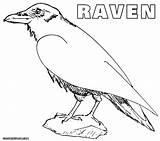 Crow Coloring Pages Raven Colorings sketch template