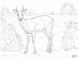 Coloring Deer Pages Tailed Printable Moose Drawing Supercoloring Choose Board sketch template