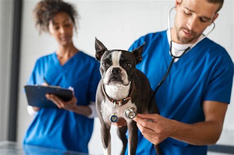 veterinarian veterinarian salary ihireveterinary