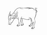 Buffalo Drawing Outline Easy Simple Cow Drawings Draw Getdrawings Cape Paintingvalley sketch template