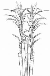 Bamboo Coloring Pages Kids Visit Printable Tree sketch template