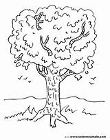 Coloring Drzewo Klonu Overflows Kolorowanka Baumstamm Malowankę Wydrukuj Judebuxom sketch template