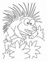 Porcupine Coloring Pages Cartoon Printable Mood Attacking Getcolorings Color Kids sketch template