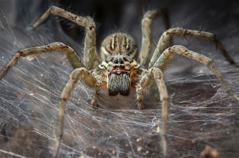 Britain These Simple Tricks Will Keep Giant Horny Spider Invasion Away