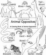 Cover Opposites Coloring Pages Book Template Enchantedlearning Worksheets Kindergarten Animal Learning Enchanted sketch template