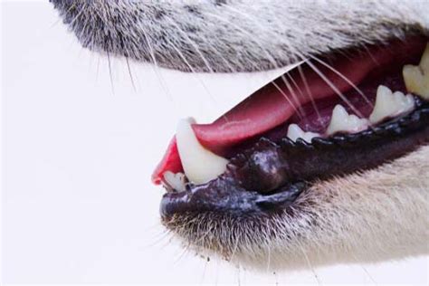 rood tandvlees bij honden wat betekent het stichting signaal hond alles  honden