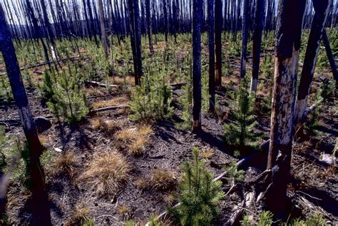 lodgepole pines thrive  harsh environments outdoors postregistercom