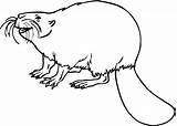 Beaver Coloring Pages Beavers Printable Color Animals Drawing Supercoloring Gif Funny sketch template