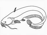 Ikan Lele Mewarnai Catfish Poisson Sum Ryba Sketsa Kolorowanka Coloringbay Menggambar Hewan Druku Tawar Hias Pintar Binatang Cupang Drukowania Malowankę sketch template