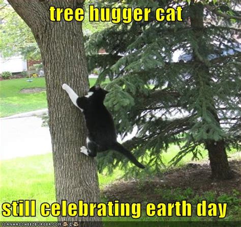 tree hugger cat  celebrating earth day cheezburger funny memes