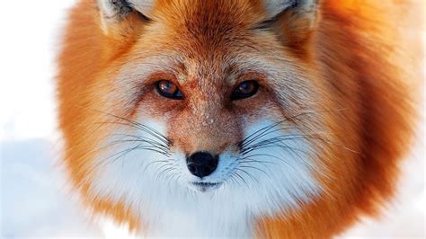 photography fox animals closeup wallpapers hd desktop  mobile backgrounds