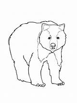 Bear Coloring Pages Brown Grizzly Printable Color Kids Print Corduroy Do Animal American Tô Màu Drawing Template Polar Cho Bé sketch template