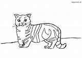 Katze Munchkin Katzen Malvorlage Ausmalbild sketch template