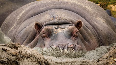 excess hippo dung   harming aquatic species  africa