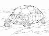 Tortoise Colorear Sulcata Tortuga Turtle Supercoloring Africana Espolones sketch template