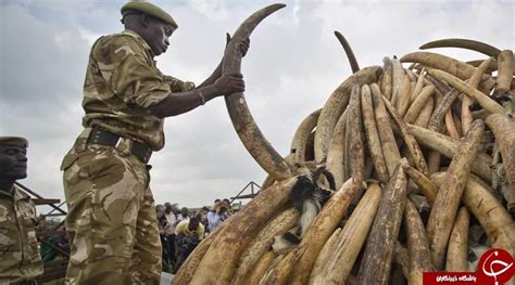 سوزاندن 105 تن عاج فیل و کرگدن در کنیا تصاویر