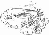 Shrimp Coloring Pages Undersea Amazing Cute sketch template