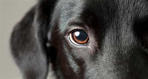 ogen van de hond uitgelegd ontdek hoe ze de wereld zien pets place
