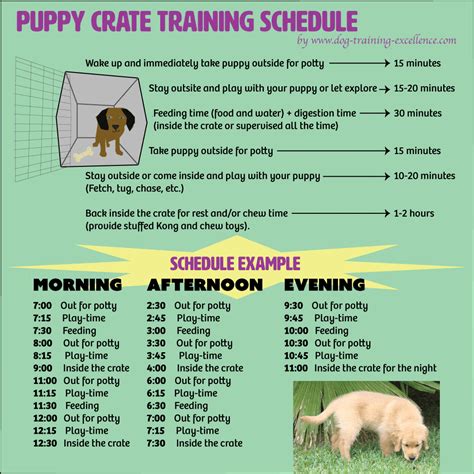 printable puppy training schedule week  week