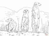 Coloring Meerkats Pages Meerkat Printable Three Cute Kids Drawing Animals Super Adult sketch template