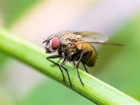 fly facts types classification habitat diet adaptations