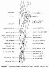 Points Acupuncture Acupressure Leg Legs Lower Extremity Pain Back Knee Gb sketch template