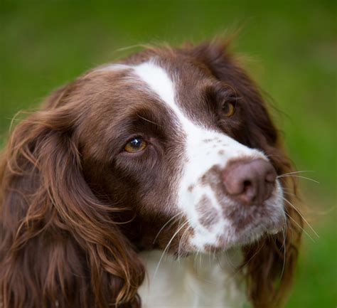english springer spaniel breed guide learn   english springer spaniel