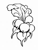Radish Coloring Pages Color Getcolorings Printable sketch template