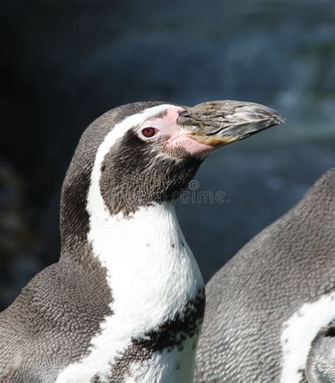 penguin face stock photo image  pink cold nose aviary