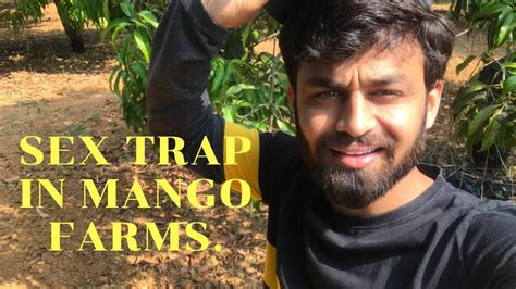 shashi s sex trap to increase mango yield youtube