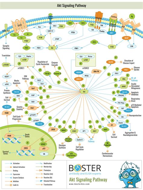 akt signaling pathway in t cells