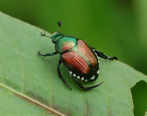 all natural ways to save your garden from japanese beetles off the