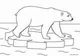 Bear Coloring Pages Polar Kids Printable sketch template