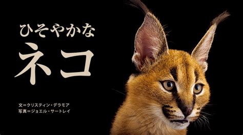 ひそやかなネコ ナショナル ジオグラフィック日本版サイト