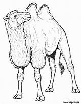 Chameau Camello Camelo Camel Colorat Colorier Planse Camellos Camels Desene Egypte 1665 Bactriano Supercoloring Animale Salbatice Bactrian Camile Humped Cammello sketch template