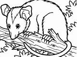 Possum Opossum Coloring Colouring Pages Drawing Tree Getcolorings Color Printable Print Clipartmag Getdrawings sketch template