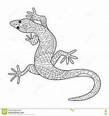 Gecko Lizard Lucertola Hagedis Adults Colorir Lagarto Mandala Adulti Vettore Boek Kleurend Bestcoloringpagesforkids Elemento Nave sketch template