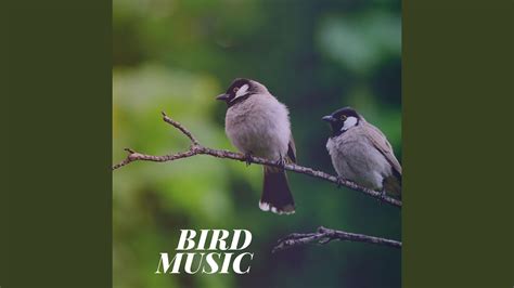 birds singing sounds youtube