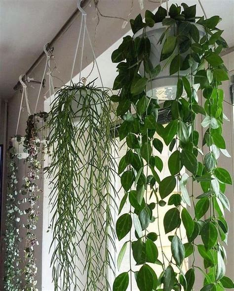 cozy hanging plant decor ideas    garden  doesnt love  garden