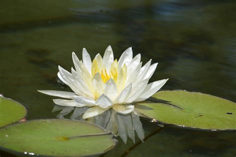 lotus flower white telegraph