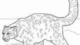 Leopard Snow Coloring Pages Amur Printable Getcolorings Colorin Getdrawings sketch template
