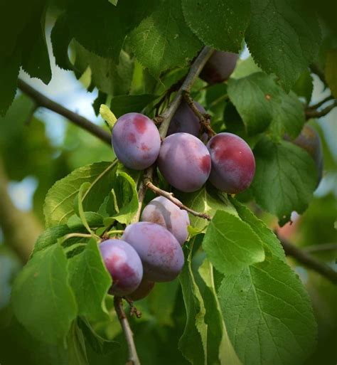 prune plum trees   uk garden diy blog