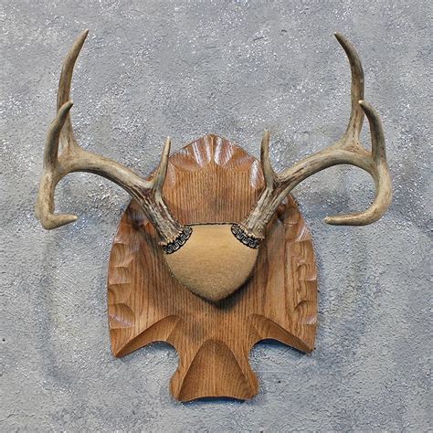 whitetail deer antler plaque   taxidermy store