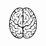 Cervello Outline Superiore Hersenen Bovenaanzicht Vettoriale Cerveau Oggetto Umano Vue sketch template