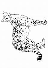 Gepard Ausmalbilder Cheetah Ausmalbild Letzte sketch template