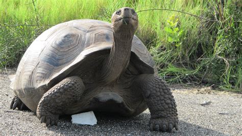 giant tortoise full hd wallpaper  background image