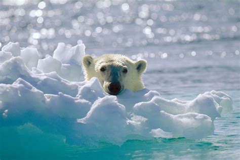 arctic bear productions