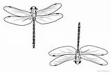 Coloring Pages Dragonflies Clipart Printable Kids sketch template